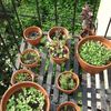 Fire Escape Gardens Thriving (and Illegal)